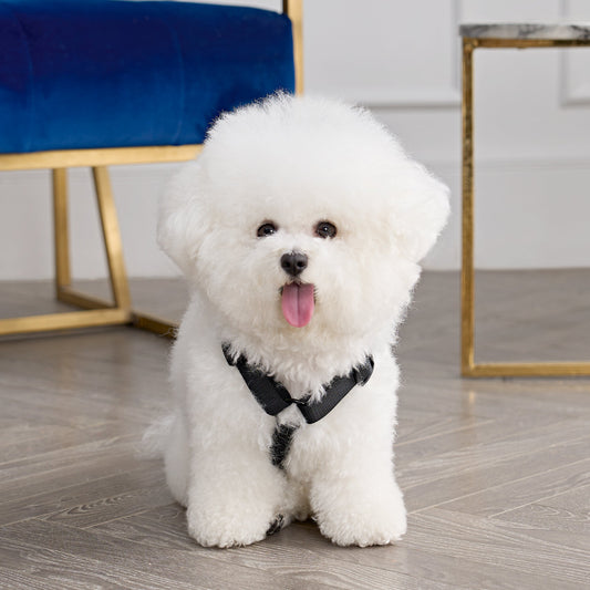 Bling Velour Pet Harness and Leash Set - Black - Juicy Couture